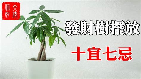 發財樹長香菇|發財樹好照顧嗎？不用擔心～發財樹照顧指南大公開！